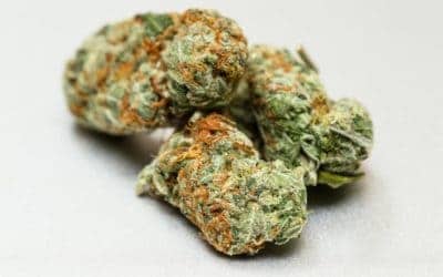 Top Cannabis Strains For 2018