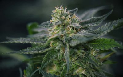 Top Cannabis Strains From FastBuds