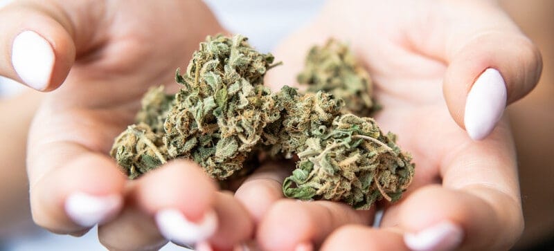 hands holding cannabis buds, top cannabis strains you can consume now