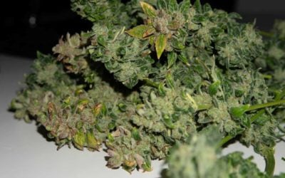 Top Cannabis Strains to Cultivate In Hot Climate