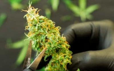 Top Contemporary Cannabis Jobs To Consider