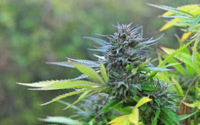 6 Top Female Cannabis Strains For Outdoor Growing
