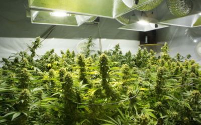 Top Guide To Becoming A Grower For A Cannabis Dispensary
