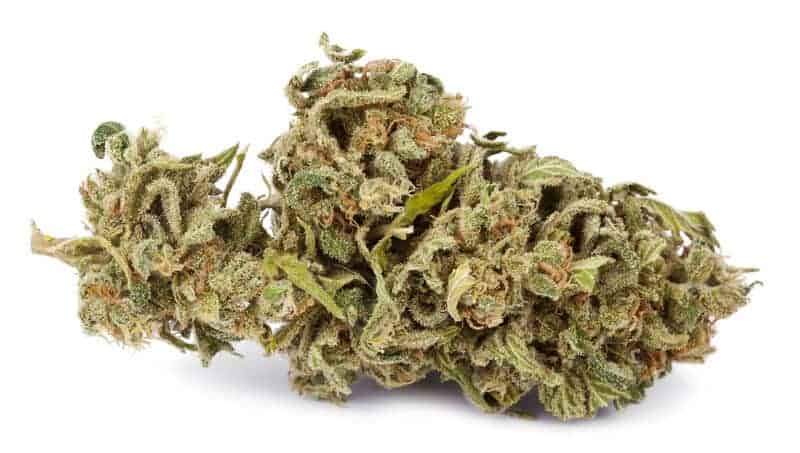 cannabis bud isolated on white, top marijuana strains to reduce stress