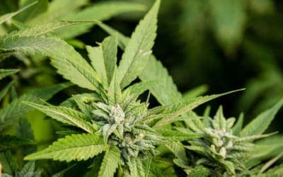 Top Marijuana Strains With Higher CBD Levels