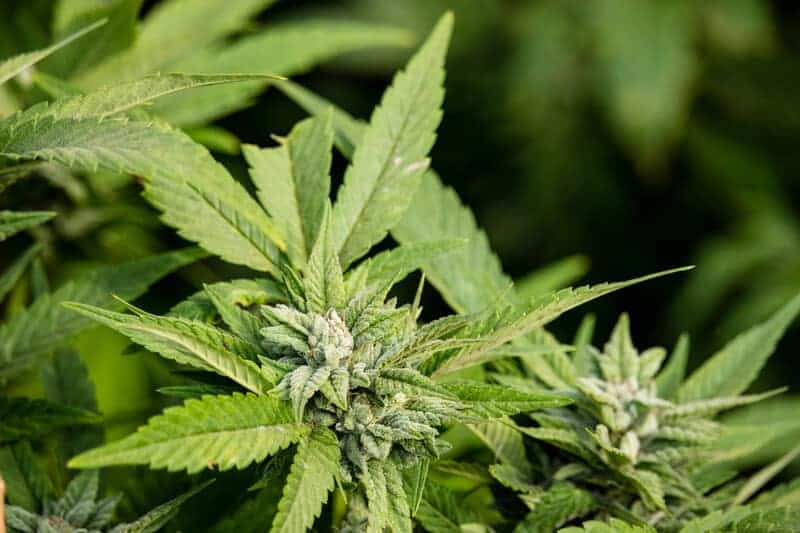 up close of marijuana plant, top marijuana strains with higher cbd levels