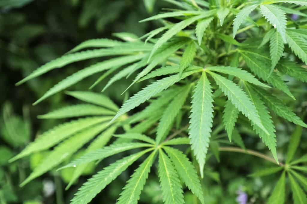 cannabis plants outdoors, marijuana superstitions