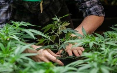 Top States To Get A Cannabis Grower License