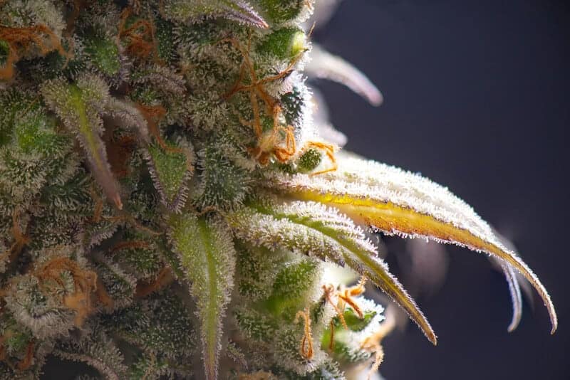macro details of cannabis strain, white buffalo strain