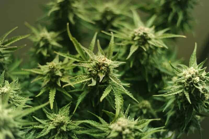 marijuana plant, ak-47 strain