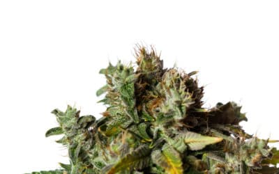 Animal Face Strain – Weed Review