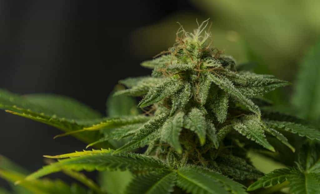 close up of marijuana strain, apple jack strain
