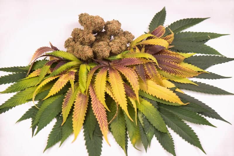 cannabis buds and colorful leaves, banana punch strain