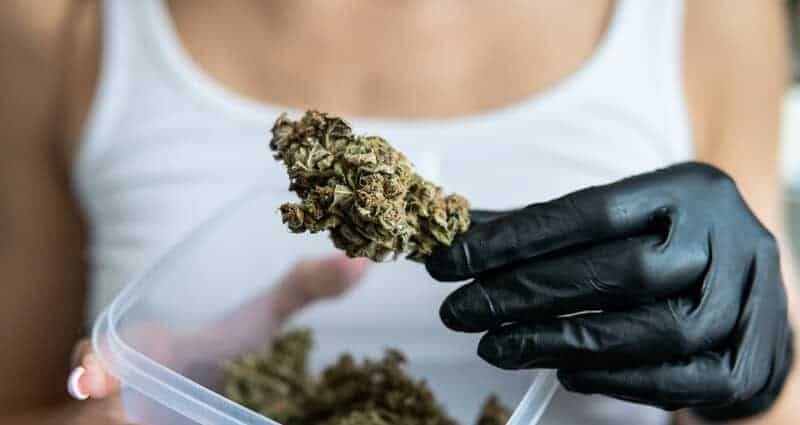 lady holding a cannabis bud with a black glove, big bud marijuana strain review
