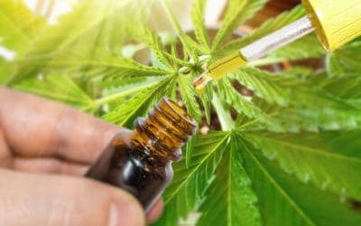 4 Biggest Differences Between CBD Oil And Hemp Oil
