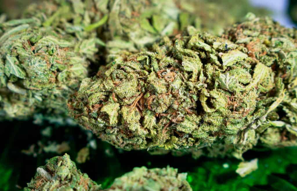cannabis buds unclose, blue dream strain