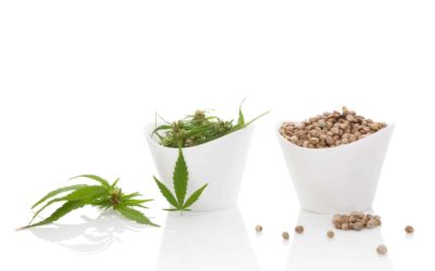 Steps to Buying Cannabis Seeds