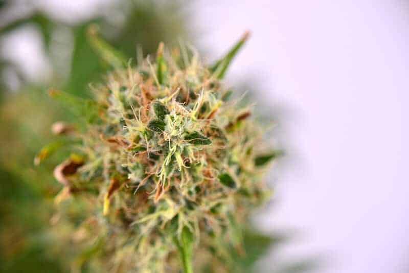 up close of a marijuana plant, Death Star strain