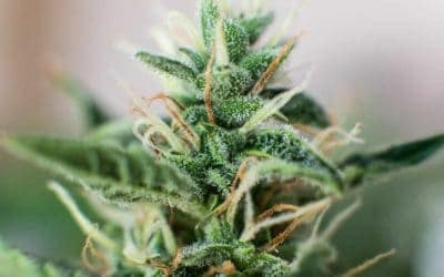 Drying And Curing Your Cannabis Plants