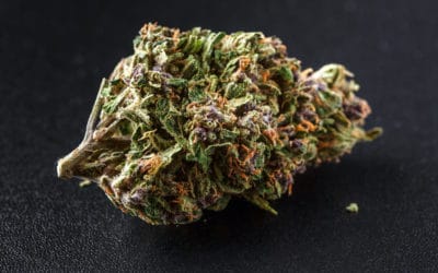 Durban Poison Strain – Weed Review