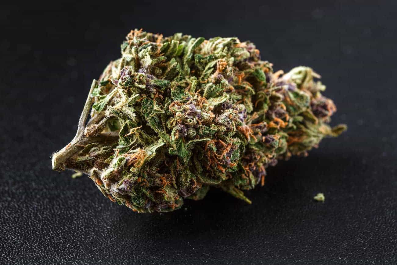 macro of a cannabis bud isolated on black, Durban Poison strain