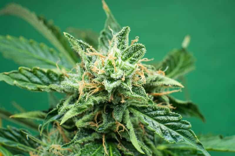 close up of cannabis plant, garanimals strain