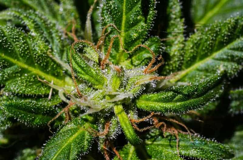 close up of a marijuana plant, gelatti strain