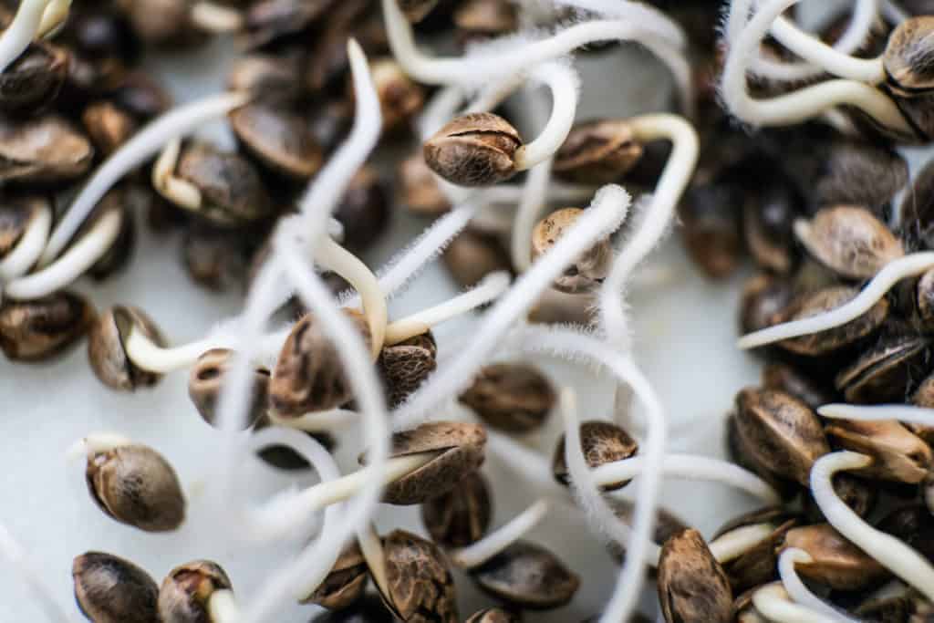 pistils coming out of marijuana seeds, germinating marijuana seeds