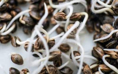 Germinating Marijuana Seeds