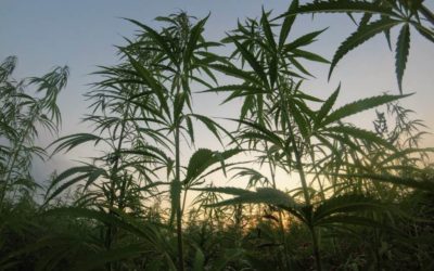 Which States Grow The Most Industrial Hemp? (Updated 2022)