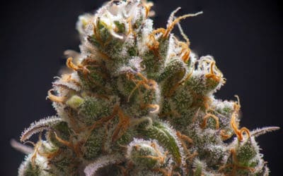 Jack Frost Strain – Marijuana Review
