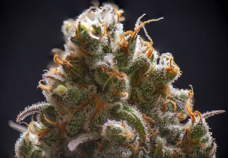up close of marijuana strain, Jack Frost strain