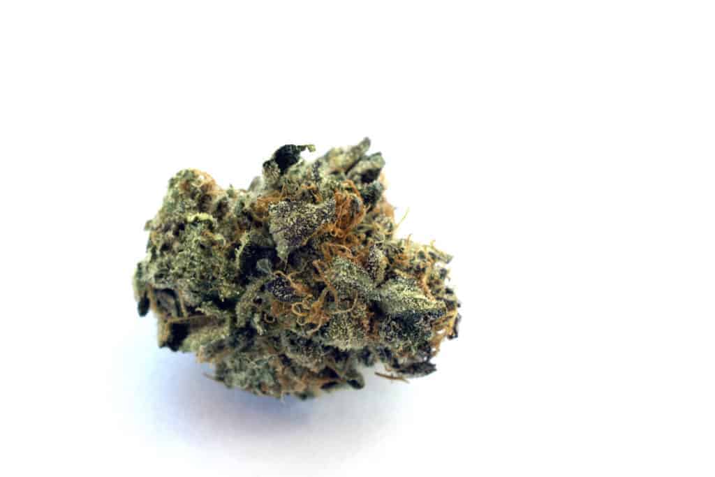 marijuana flower bud isolated on white, Jack Herer strain