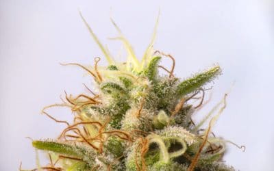 The Best Review of Mac 1 Strain