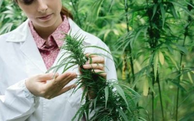 Misconceptions About Cannabis Cultivation