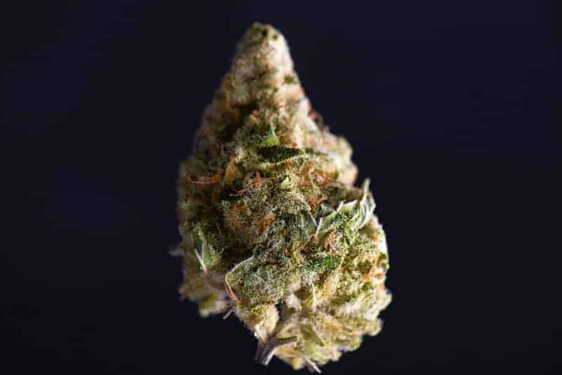 cannabis bud isolated on black, Mochi strain