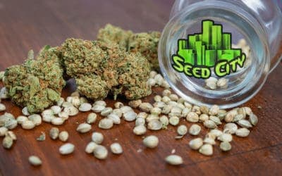 What Are Online Cannabis Seed Banks?