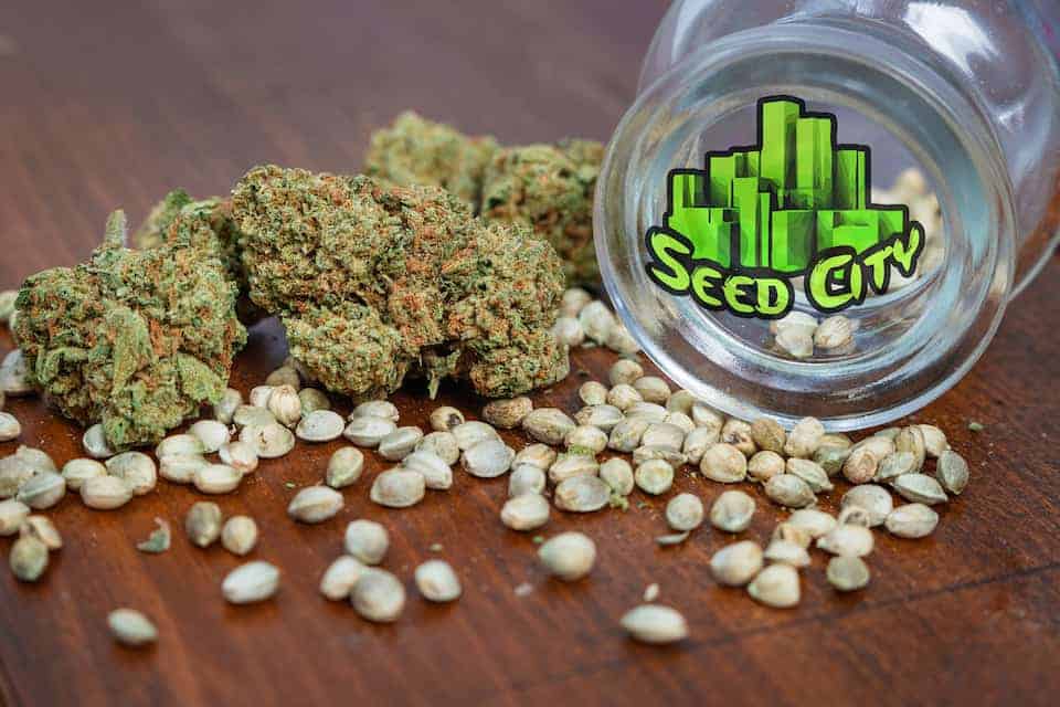 cannabis buds and seeds on wood table, online cannabis seed banks