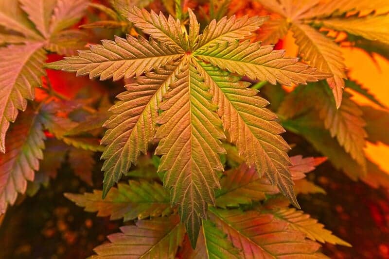 close up of orange marijuana plant, orange cookies strain