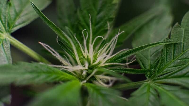 up close of a marijuana plant and its trichomes, slurricane strain