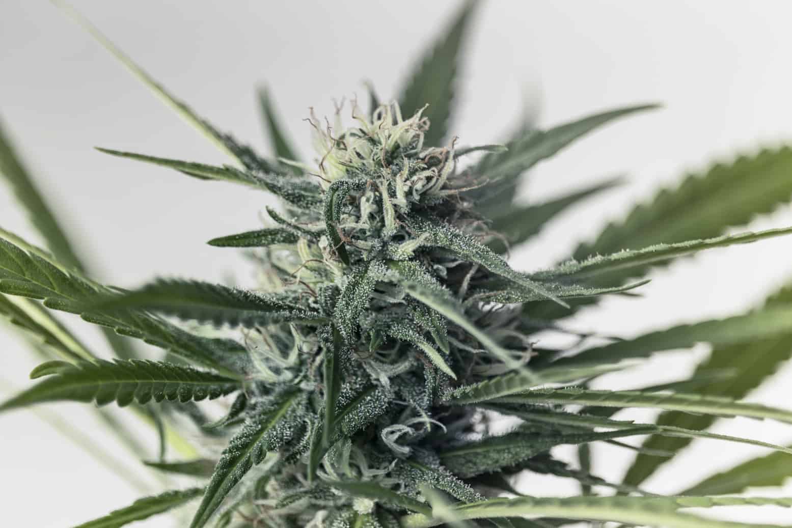 marijuana plant on isolated white, snowman strain