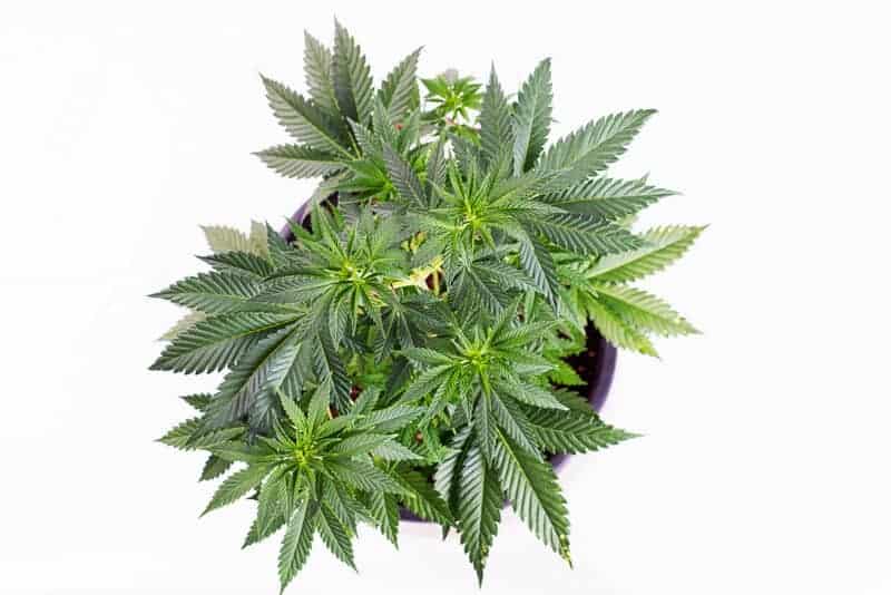marijuana plant in a pot, super glue strain