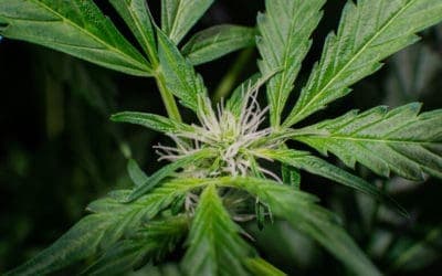 8 Top Female Cannabis Strains