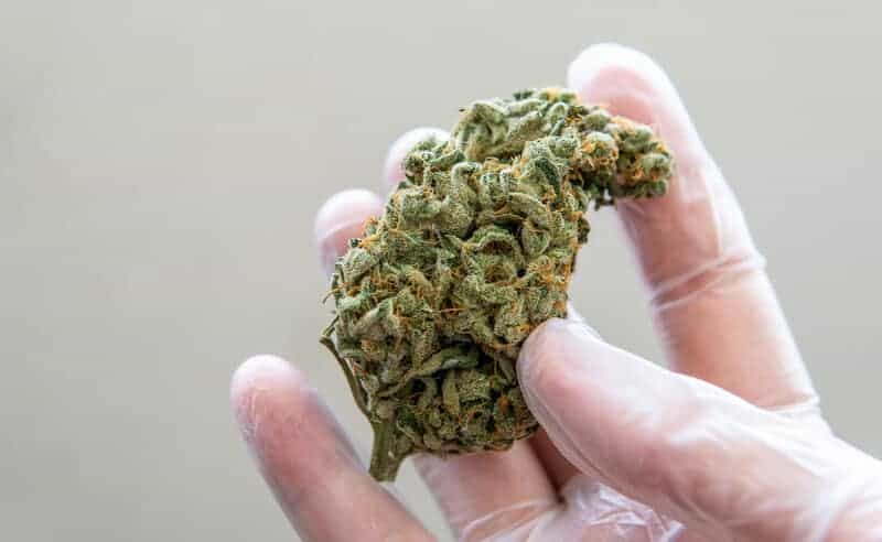 gloved hand holding cannabis bud, top rated cannabis strains