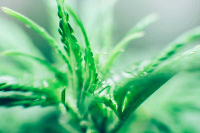 green cannabis plant, true og strain