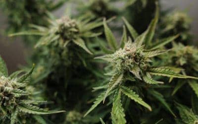 Vanilla Frosting Strain – Marijuana Review