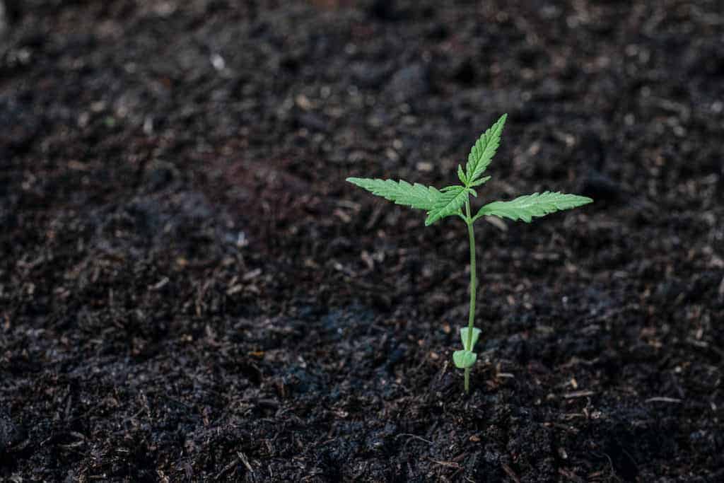sprouted cannabis plant in soil