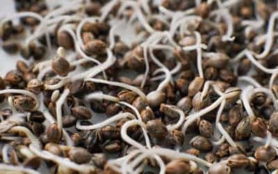 What Do You Need To Germinate Cannabis Seeds?
