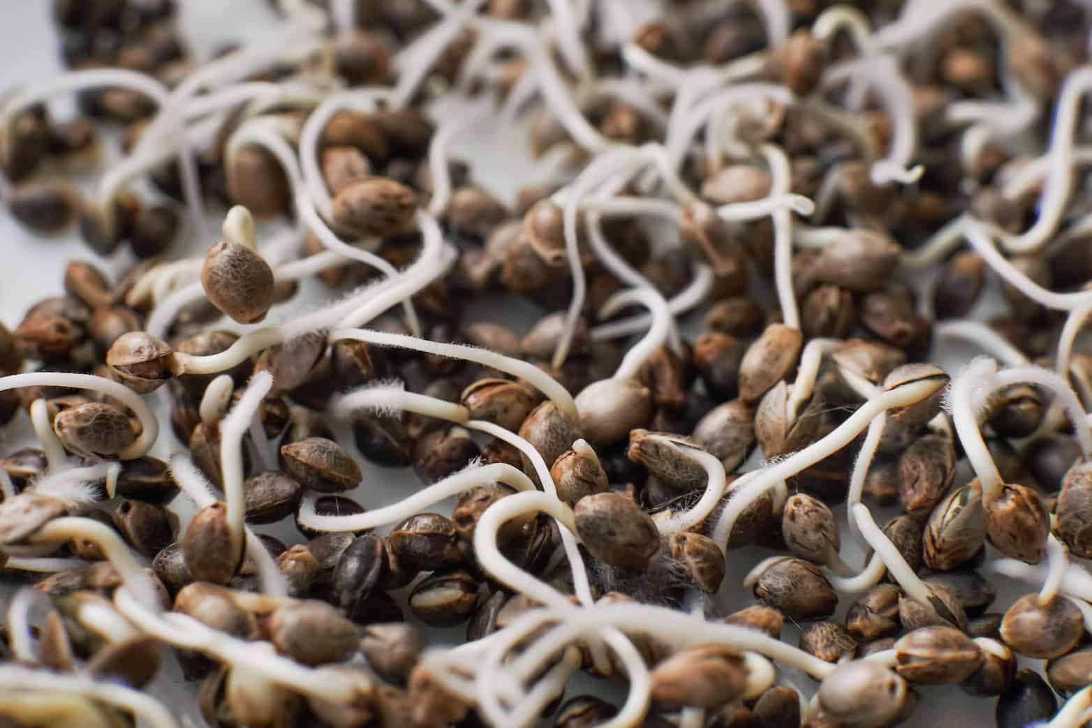 cannabis seeds germinating, what you need to germinate cannabis seeds