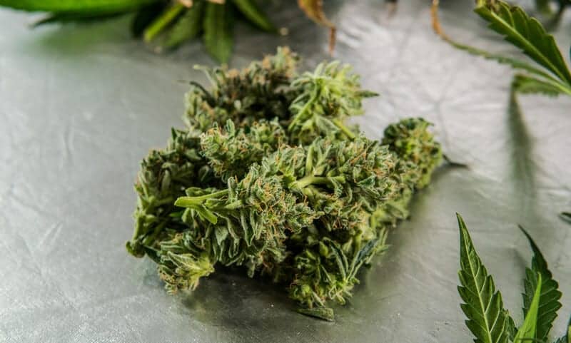 cannabis buds, next to cannabis leaves, Zaza strain